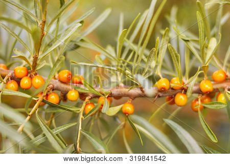 Autumn Fall Sea Buckthorn On Tree Branches In The Country Gives The Necessary Vitamins For The Upcom