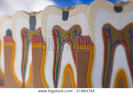 Anatomie zubu