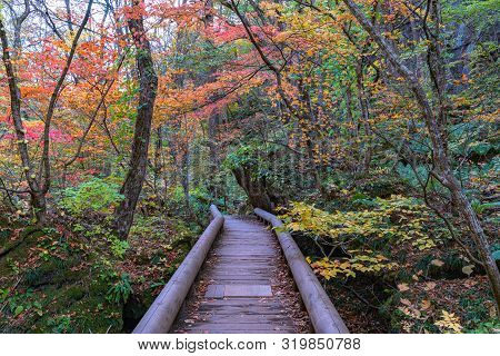 Oirase Stream Pathway, Beautiful Fall Foliage Scene In Autumn Colors. Forest, Flowing River, Fallen 