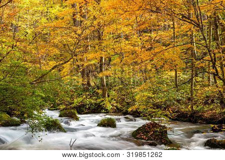 Oirase Stream In Sunny Day, Beautiful Fall Foliage Scene In Autumn Colors. Flowing River, Fallen Lea