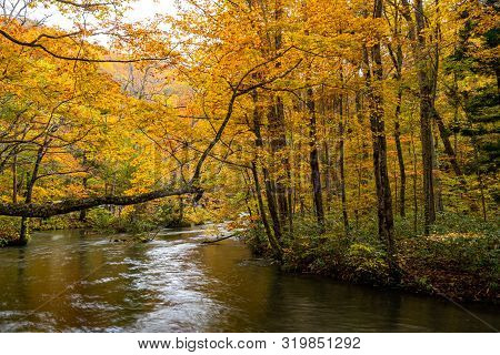 Oirase Stream In Sunny Day, Beautiful Fall Foliage Scene In Autumn Colors. Flowing River, Fallen Lea