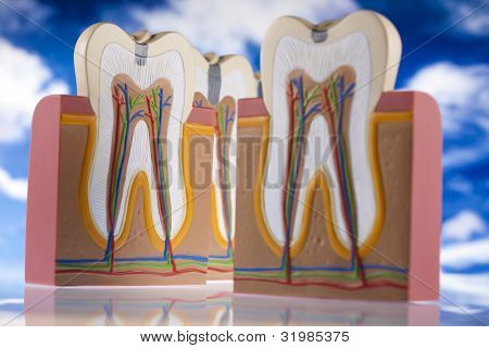 Anatomie zubu