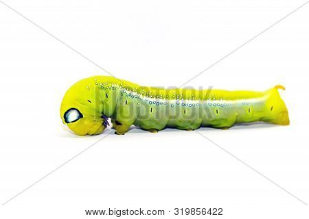 Close-up Of A Green Worm On A White Background.