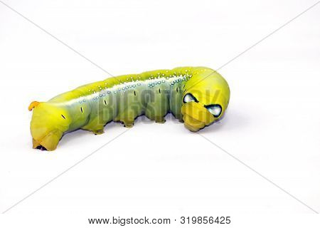 Close-up Of A Green Worm On A White Background.