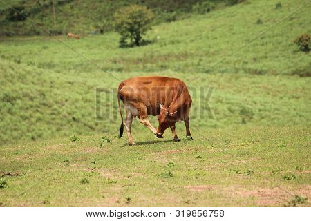 Cow Grazing In Mountain Meadow, Thekkady Hills, Kerala, India
