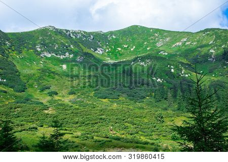 Green Alpine Mount Couloir With Grey Rocks And Yellow Flowers, Covered With Small Alpine Spruce