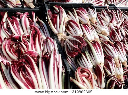 Red Chicory Also Called Radicchio Tardivo In Italian Language In The Boxes At Vegetables Market