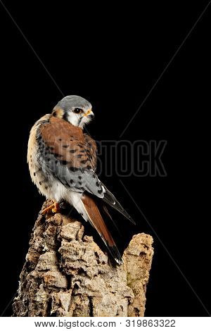 Beautiful Portrait Of American Kestrel Falconidae In Studio Setting On Black Background With Dramati