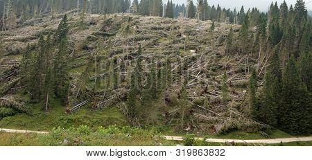 Hill With Many Fallen Trees After The Hurricane