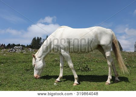 Albino White Horse Grazing In Mountains In Summer