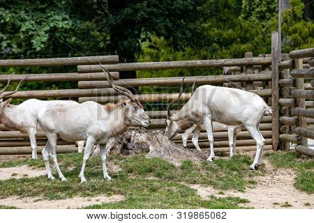 A Herd Of Beautiful White Antelopes Addax