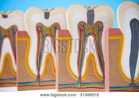 Anatomie zubu