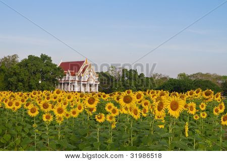 Tempio buddista in campo di girasole