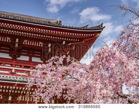 Cherry Blossom At Senso-ji Buddhist Temple In Tokyo, Japan