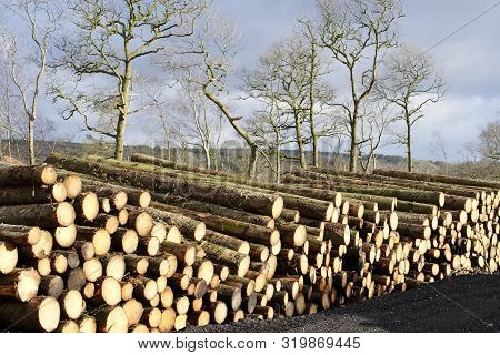 Chopped Wood Logs For Sale Use In Fire Place At Home Stored On Forest Woods Green Biomass Energy