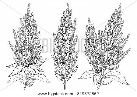 Vector Set With Outline Stem Of Amaranthus Or Amaranth Flower Bunch And Leaves In Black Isolated On 
