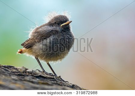 Black Redstart Phoenicurus Ochruros Nestling A Day After Leaving The Nest