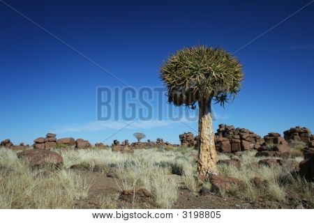 ภูมิทัศน์ต้นไม้ quiver