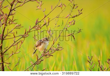 Birds On Tree Trunks. Plain Prinia (prinia Inornata) On A Tree Trunk In The Wild