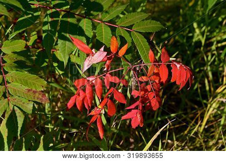 The First Signs Of Autumn Display A Sumac Treee With Green And Red Branches.