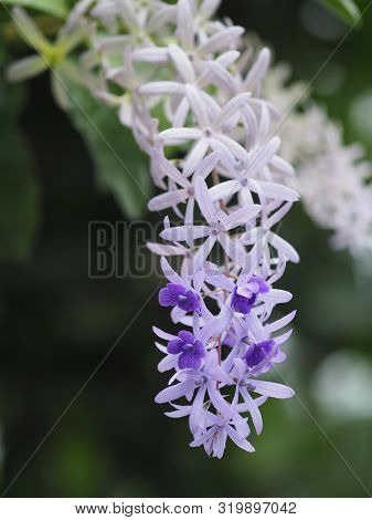 Sandpaper Vine. Purple Wreath. Flower Bunch Purple Bouquet Of Five Petals, Like A Five Pointed Petal