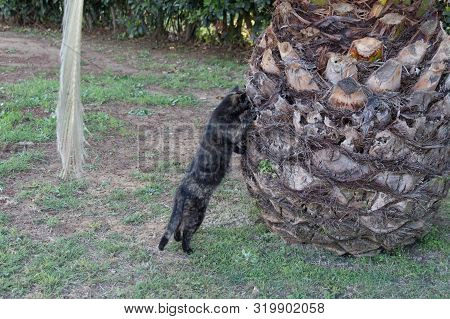 Thew View Of A Three-color Cat And A Palm Tree.