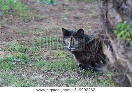 Thew View Of A Three-color Cat And A Palm Tree.