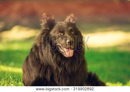This Is The Most Obedience Dog Ever Sitting In The Grass During Its Training.