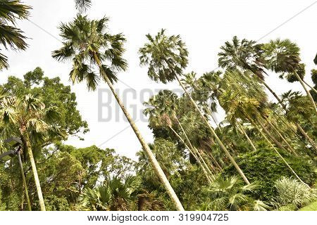 Palm Trees Everywhere In Singapore Botanic Gardens. Unesco World Heritage Site.