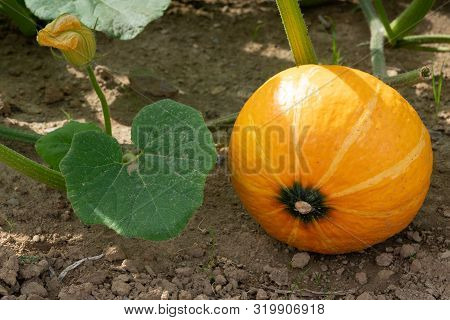 Green Food, Close Up To An Uchiki Kuri Pumpkin, Ready To Harvest