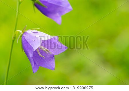 Flowers Blue Campanula On The Edge Of The Forest. Beautiful Wild Flower Closeup With Copy Space
