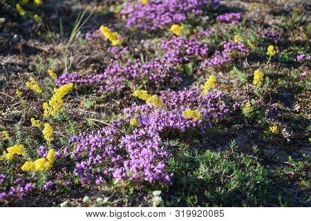 Sunlit Yellow Bedstraws And Purple Thyme Flowers Close Up