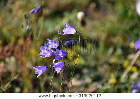 Sunlit Group With Bluebells Flowers Close Up