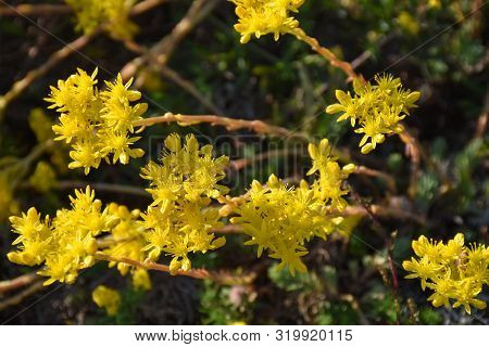 Beautiful Sunlit Yellow Stonecrop Flowers Close Up