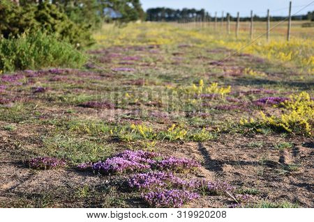 Purple Thyme Flowers Close Up With A Yellow Background