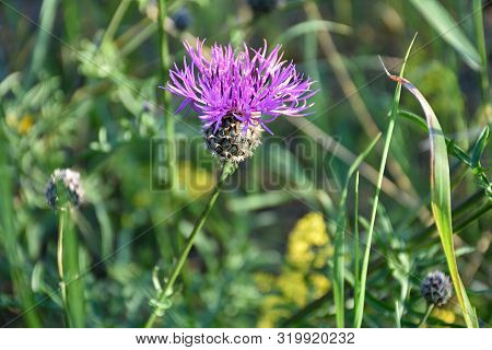 Sunlit Purple Scabiosa Flower Close Up By A Background Of Green Grass