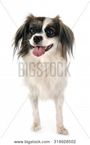Phalene Papillon Dog In Front Of White Background