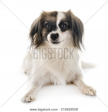 Phalene Papillon Dog In Front Of White Background