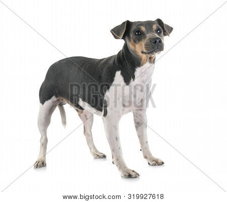 Brazilian Terrier In Front Of White Background