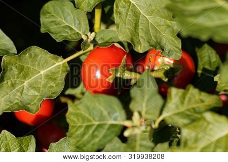 Green Nightshade, Solanum Viride.