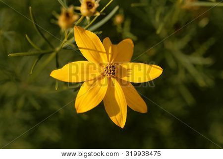 Whorled Tickseed, Coreopsis Verticillata