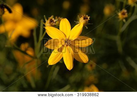 Whorled Tickseed, Coreopsis Verticillata