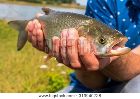 Fishing With A Spinning Rod And Catching  Asp 
