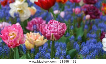 Beautiful Pink Tulip Flower On Floral Background Of Blue Muscari In Spring Garden.