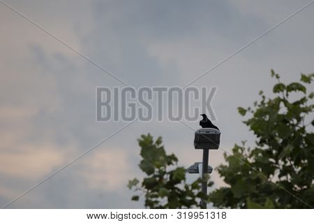 Male Great-tailed Grackle Bird (quiscalus Mexicanus) Perched On A Solar Panel