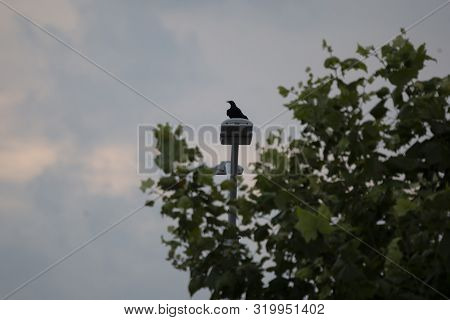 Male Great-tailed Grackle Bird (quiscalus Mexicanus) Perched On A Solar Panel