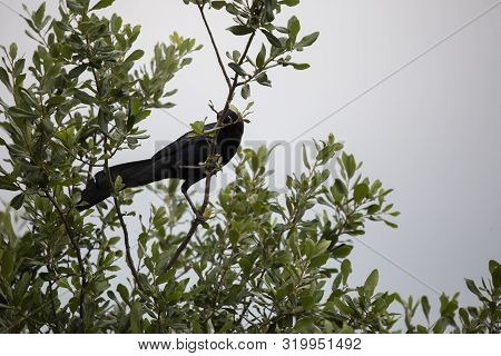 Male Great-tailed Grackle (quiscalus Mexicanus) Bird Looking Down Suspiciously From His Tree Perch