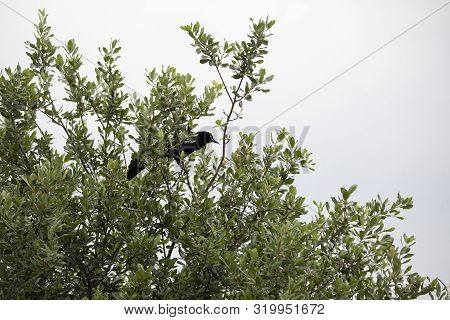 Unaware Male Great-tailed Grackle (quiscalus Mexicanus) On His Tree Perch