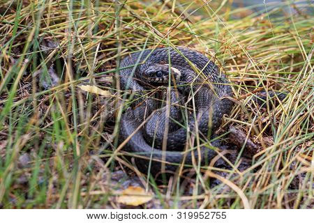 A Black Snake With Bright Spots Crouched In The Green Grass. The Mosquito Takes Advantage Of The Sna