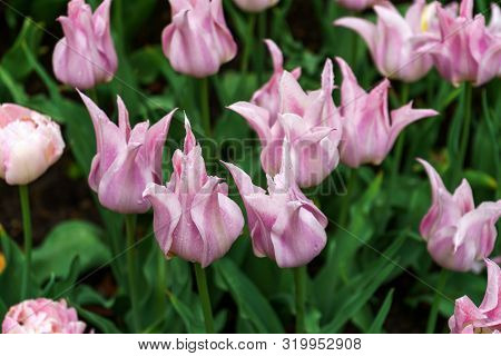 Pale Pink Tulip Flowers With Pointy Petals In Spring Garden, Park.